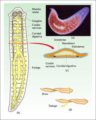 Les réactions de tissu aux parasites